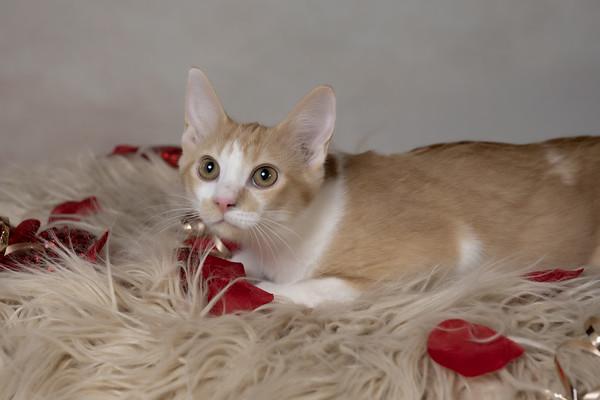 Elm, ADOPTABLE, Young Male Domestic Short Hair.