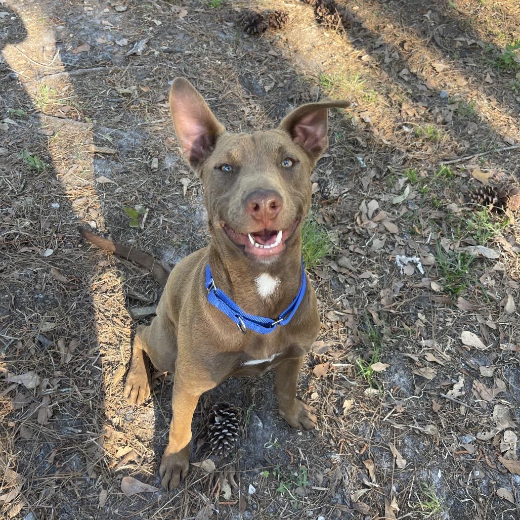 Rambo, Adoptable, Young Male Chocolate Labrador Retriever.