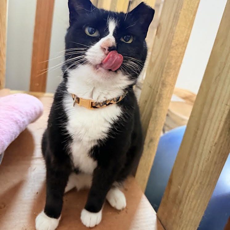 Enlarge Pudding, a Adoptable Tuxedo in Salem, NH image 3/6