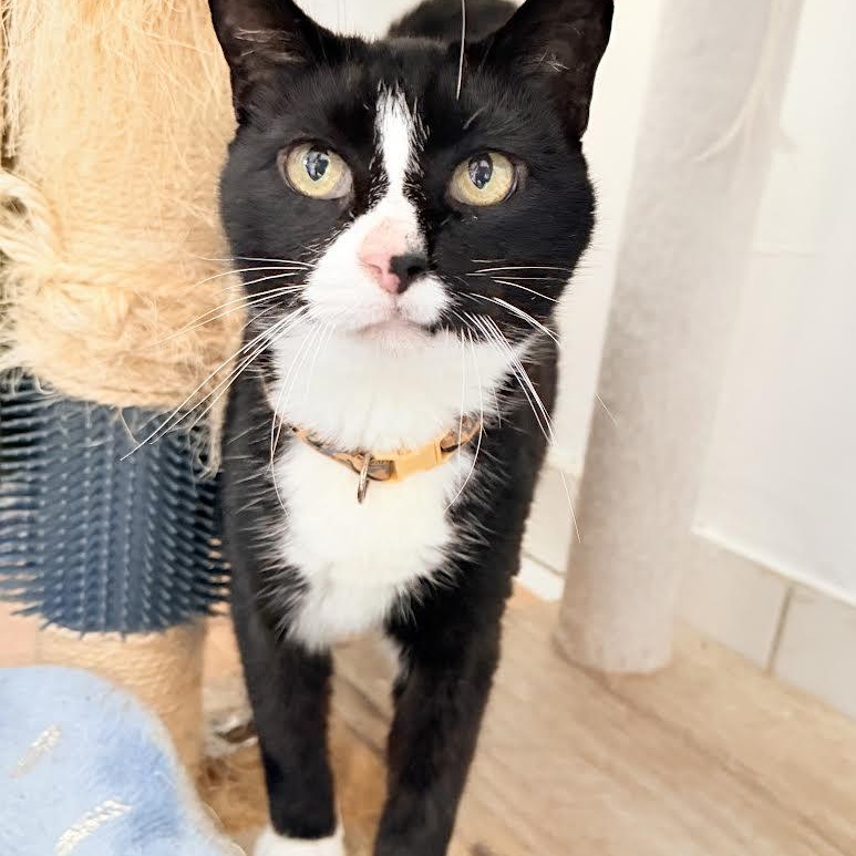 Enlarge Pudding, a Adoptable Tuxedo in Salem, NH image 2/6