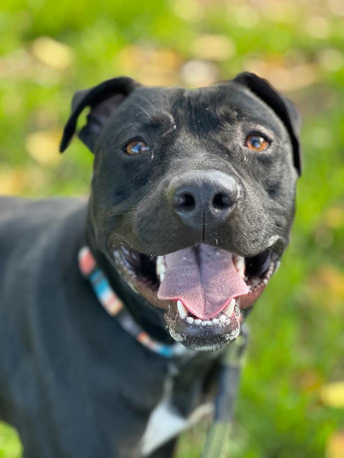 jax, ADOPTABLE, Adult Male Pit Bull Terrier.