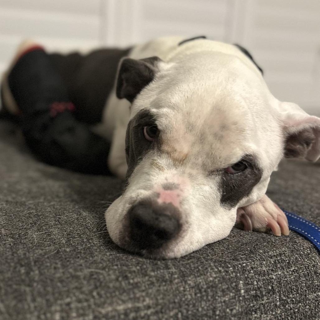 Gatsby, Adoptable, Adult Male Pit Bull Terrier.