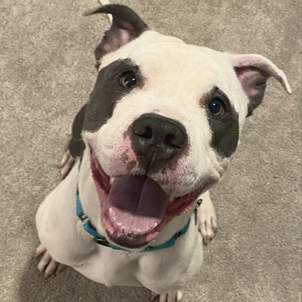 Gatsby, a Adoptable Pit Bull Terrier in Apache Junction, AZ image 3/6