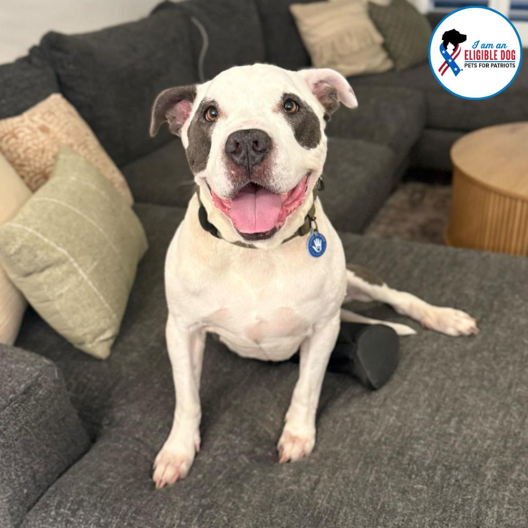 Gatsby, a Adoptable Pit Bull Terrier in Apache Junction, AZ image 4/6