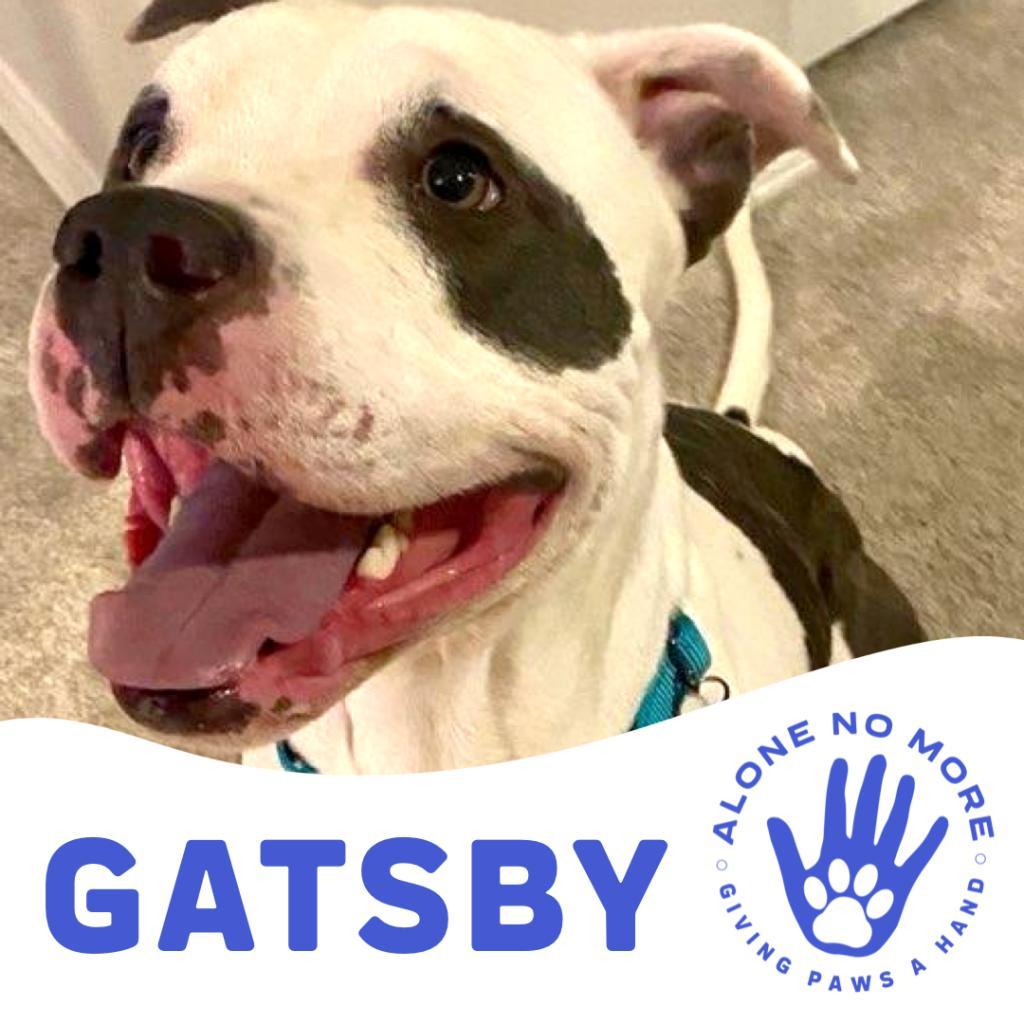 Gatsby, a Adoptable Pit Bull Terrier in Apache Junction, AZ image 4/6