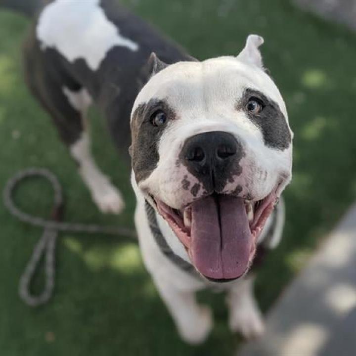 Gatsby, a Adoptable Pit Bull Terrier in Apache Junction, AZ image 5/6