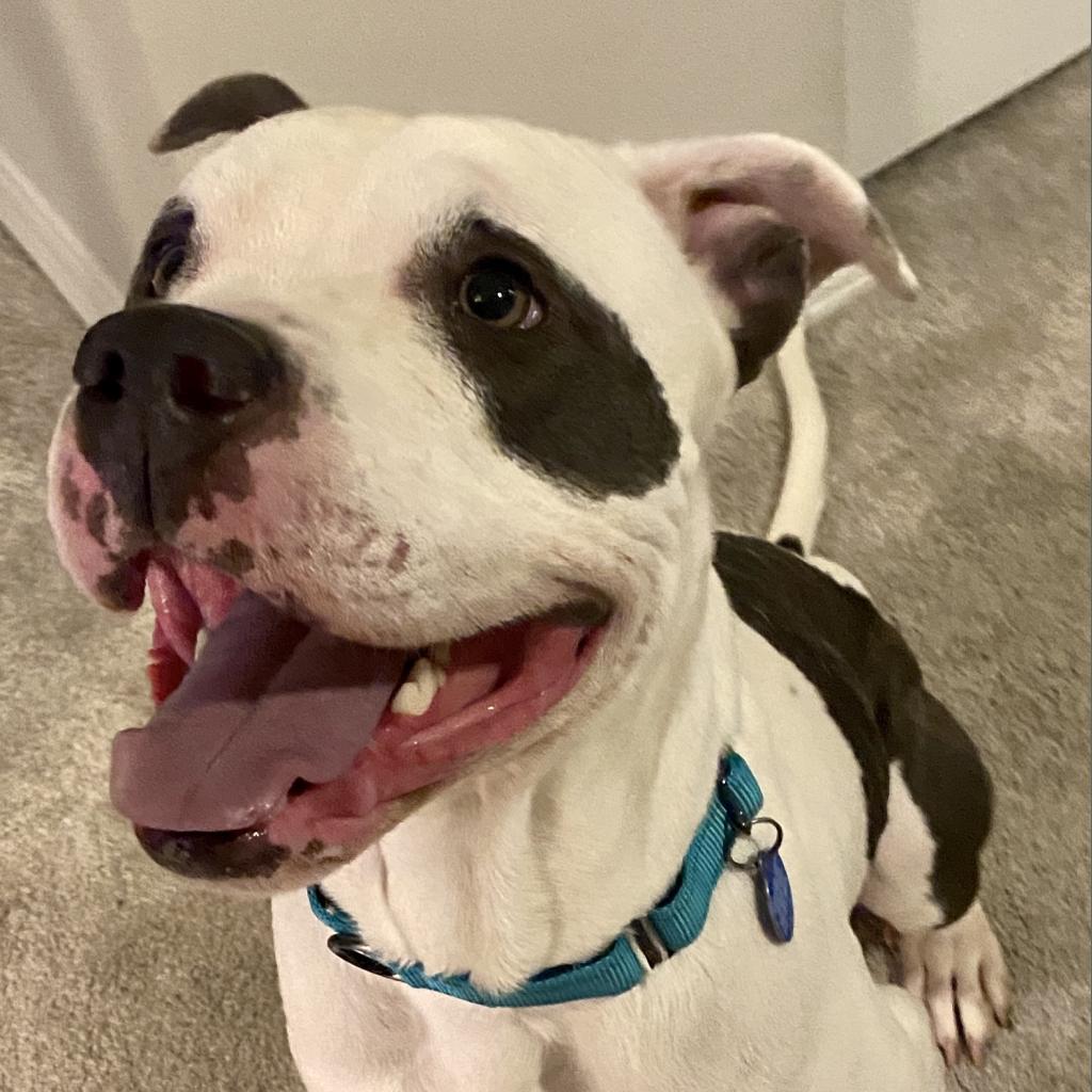 Gatsby, a Adoptable Pit Bull Terrier in Apache Junction, AZ image 6/6