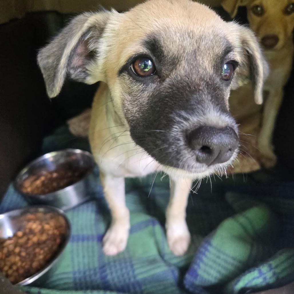 Fergie, Adoptable, Puppy Female Mixed Breed.