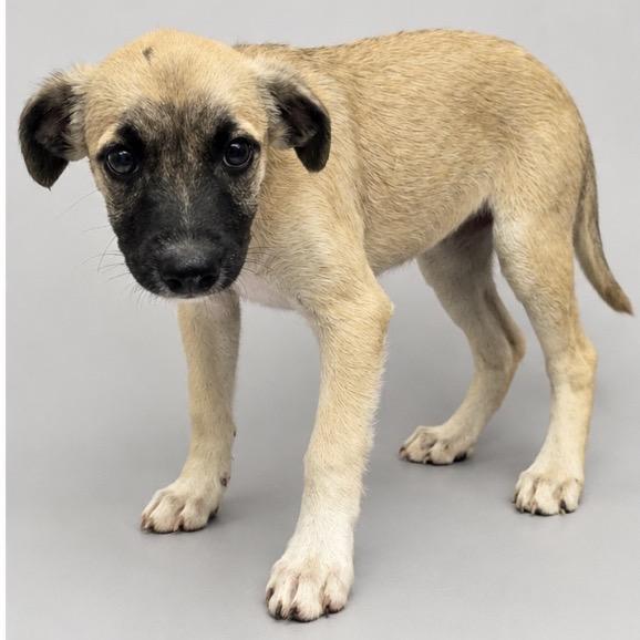 Enlarge Fergie, a Adoptable Mixed Breed in Mount Gilead, NC image 2/2