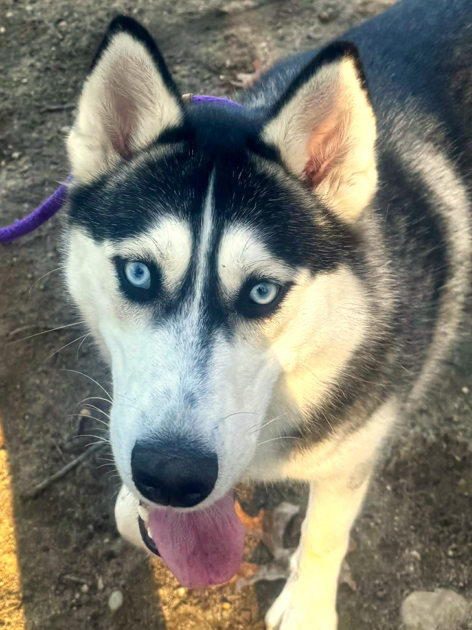 Enlarge Baylette, an adoptable Husky in Brookhaven, NY image 3/3