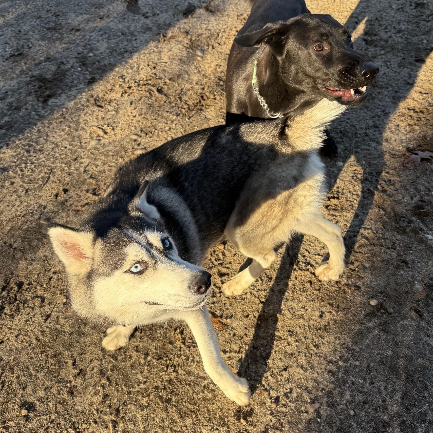 Enlarge Baylette, an adoptable Husky in Brookhaven, NY image 2/3