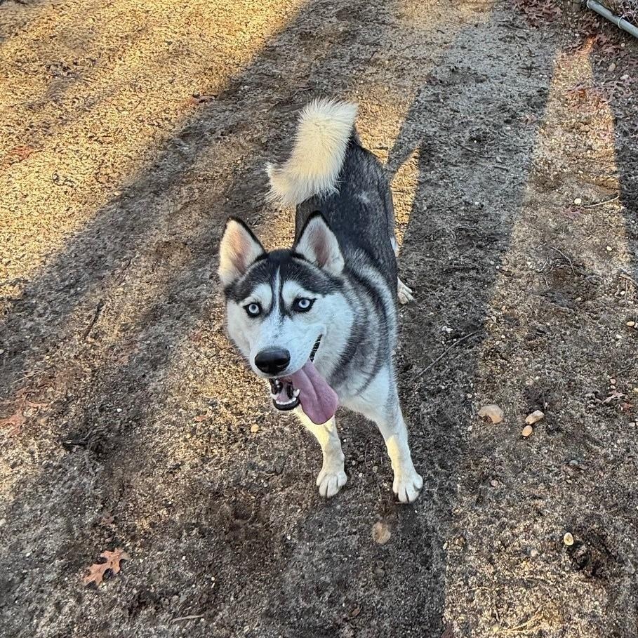 Baylette, adoptable, Adult Female Husky.