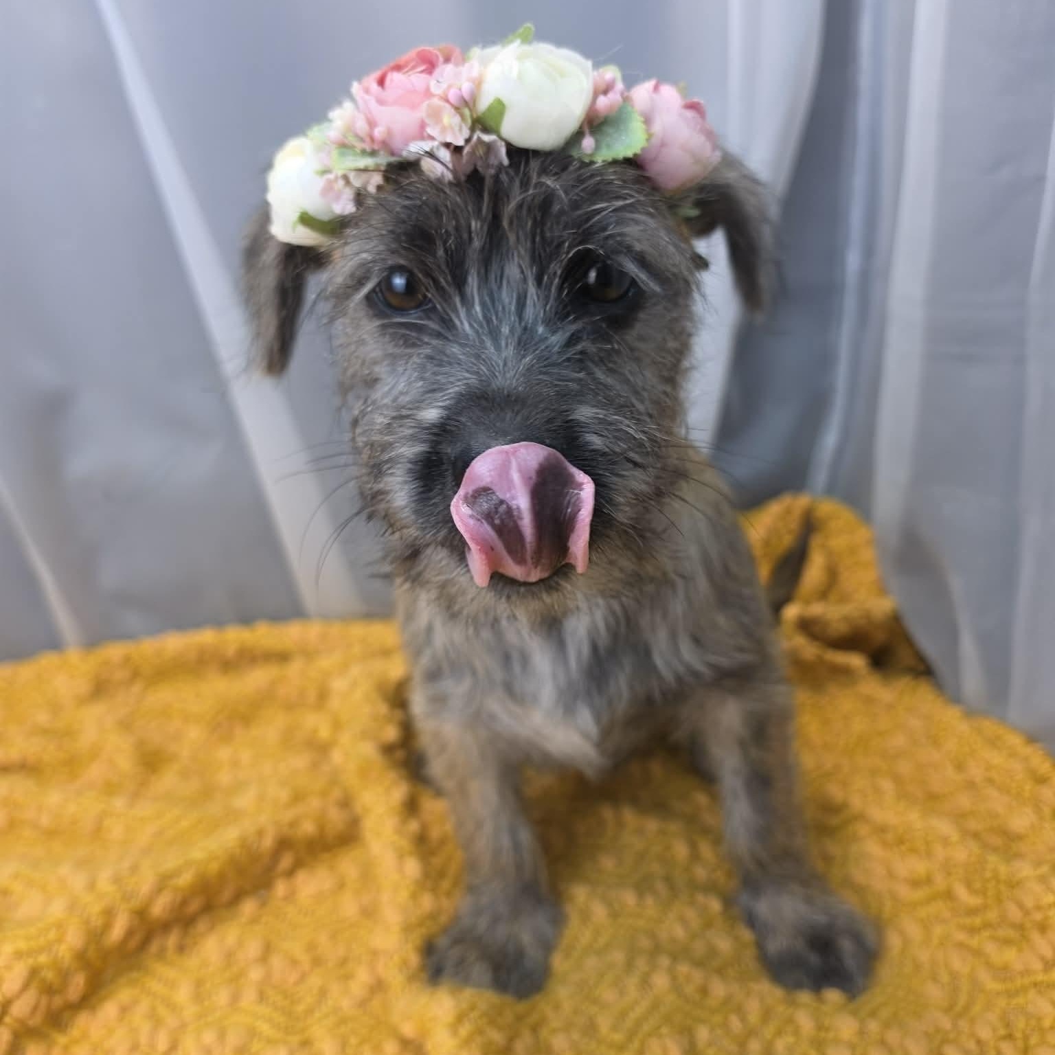 Susie Q, a Adoptable mixed breed in Southfield , MI image 4/6