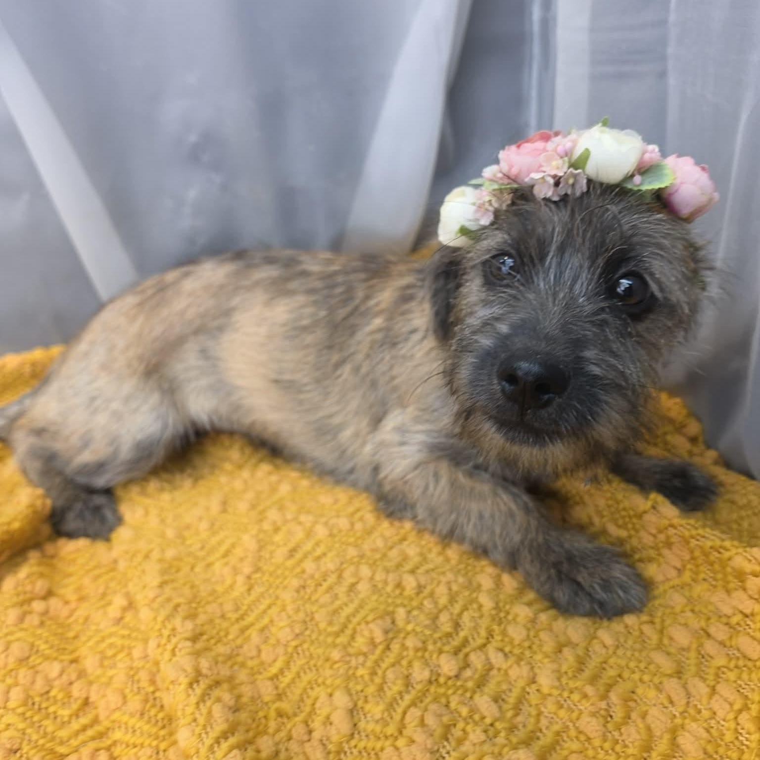 Susie Q, Adoptable, Puppy Female Terrier.