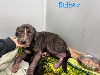 Enlarge CJ, an adopted Mixed Breed in Newton, NJ image 4/4