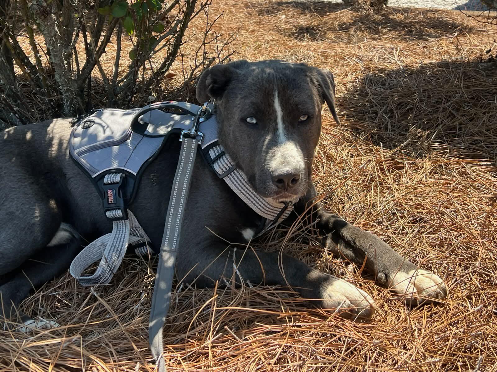 Enlarge CJ, an adopted Mixed Breed in Newton, NJ image 2/4