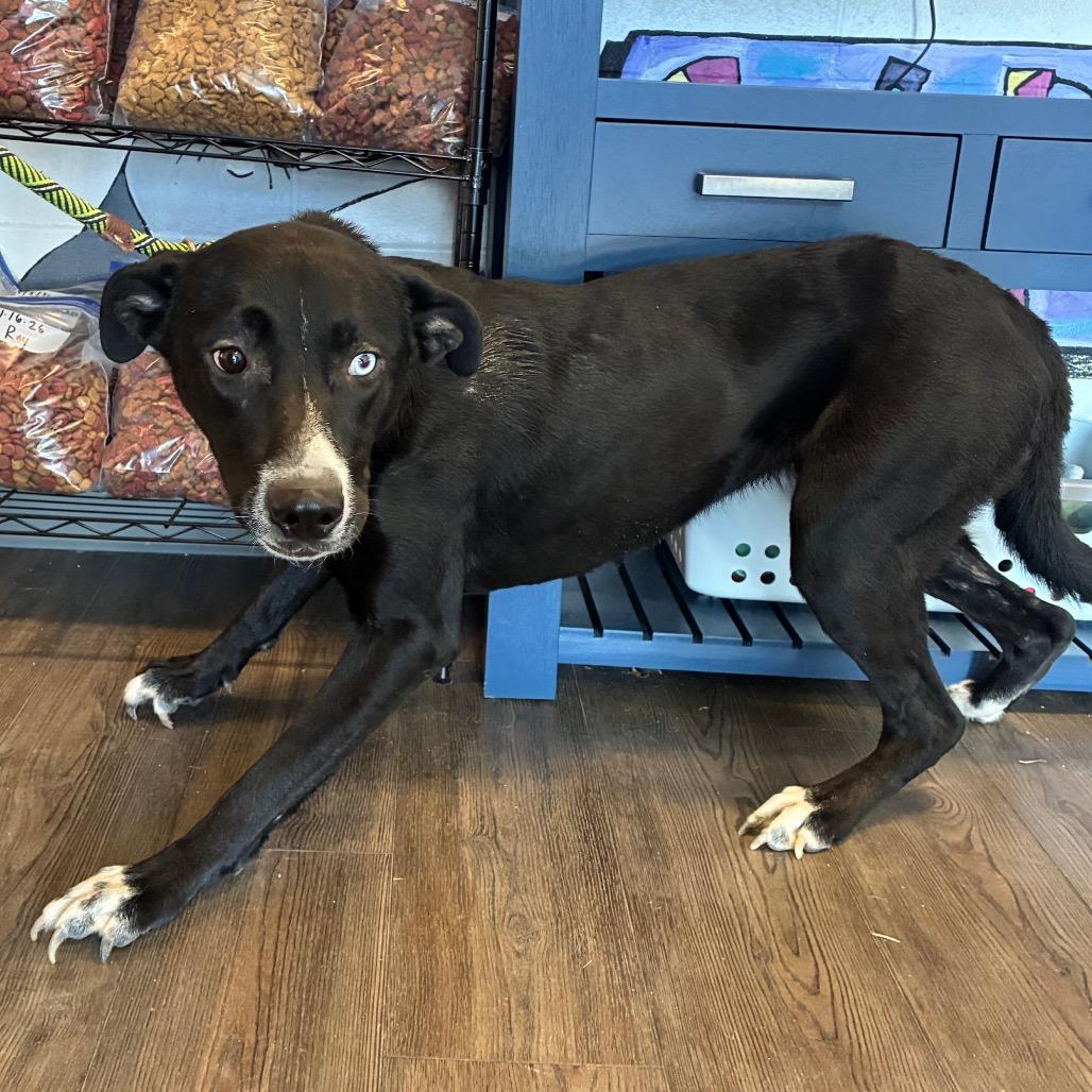 Enlarge Bailee, a Adoptable Mixed Breed in Danville, KY image 3/3