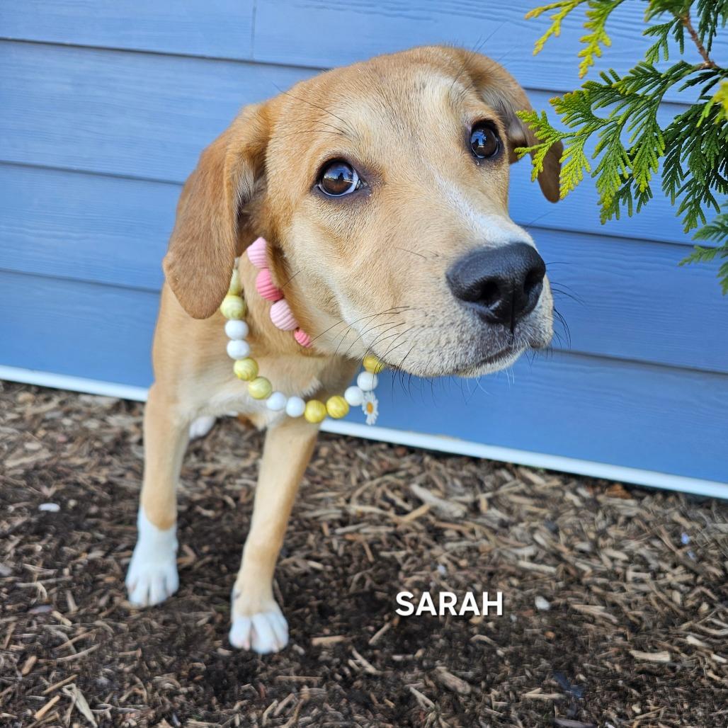 Sarah, Adoptable, Young Female Mixed Breed & Mixed Breed.