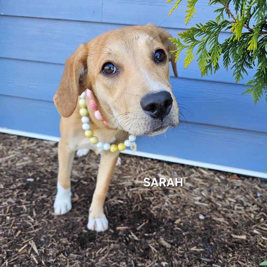 Sarah, a Adoptable mixed breed in Madisonville, TN image 2/5