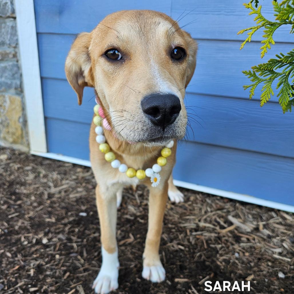 Sarah, a Adoptable mixed breed in Madisonville, TN image 3/5