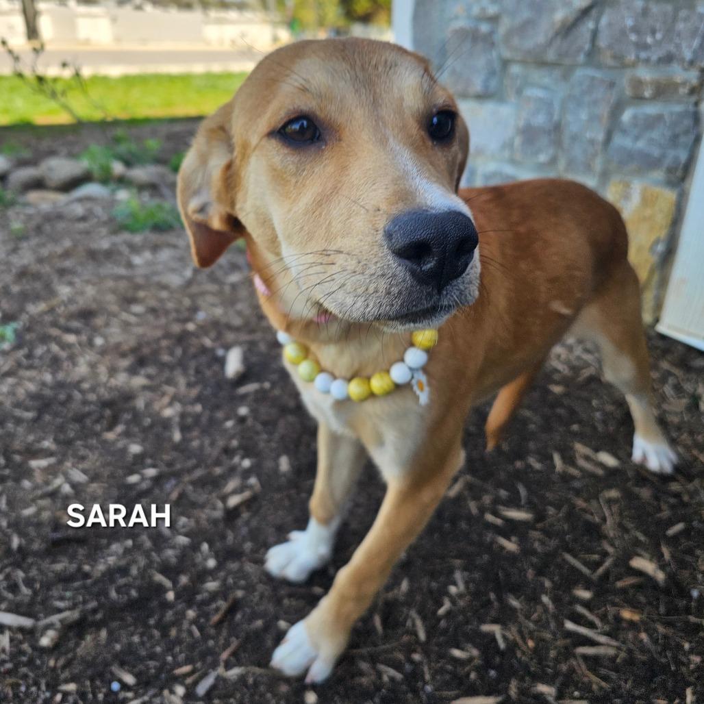 Sarah, a Adoptable mixed breed in Madisonville, TN image 4/5