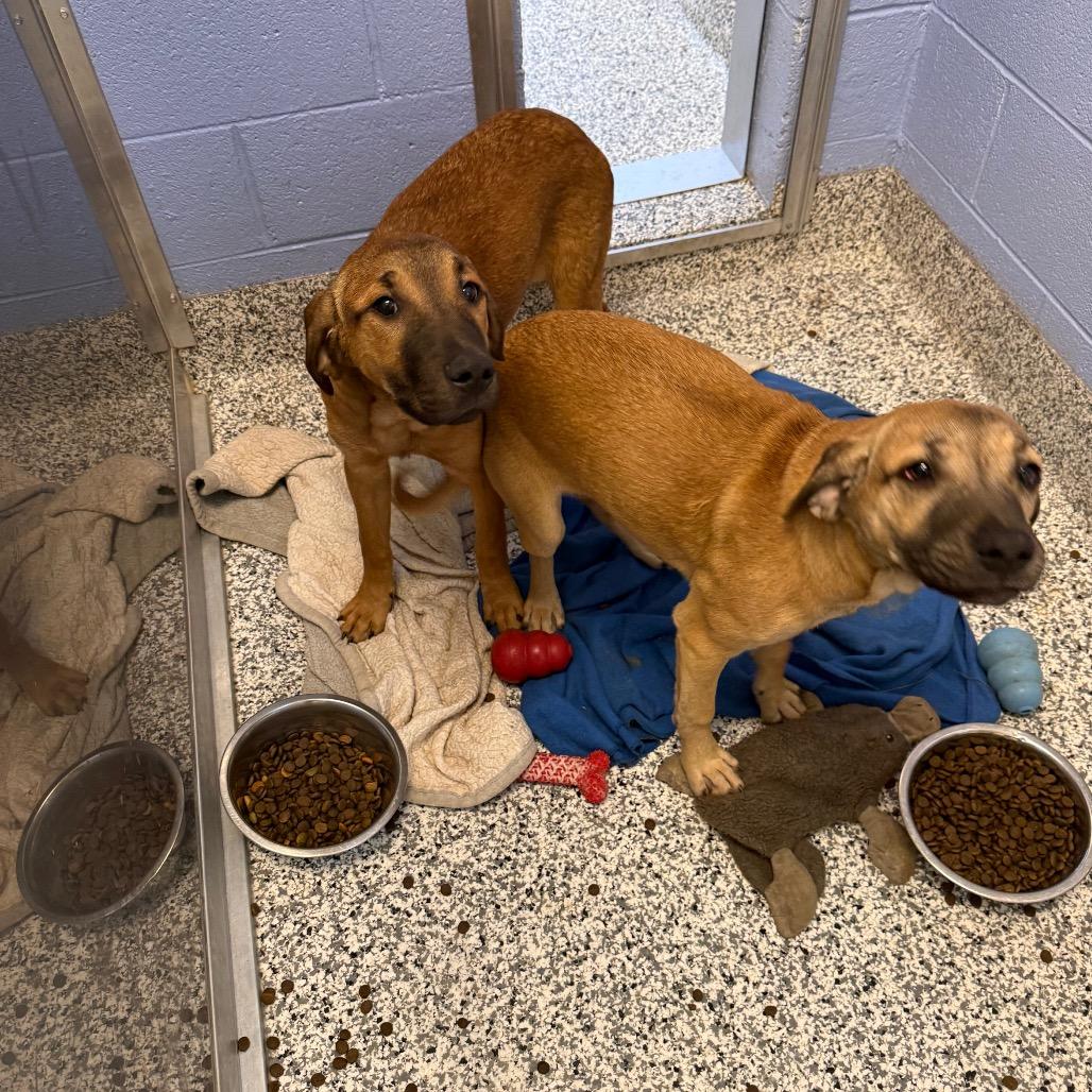 Sarah, a Adoptable mixed breed in Madisonville, TN image 5/5