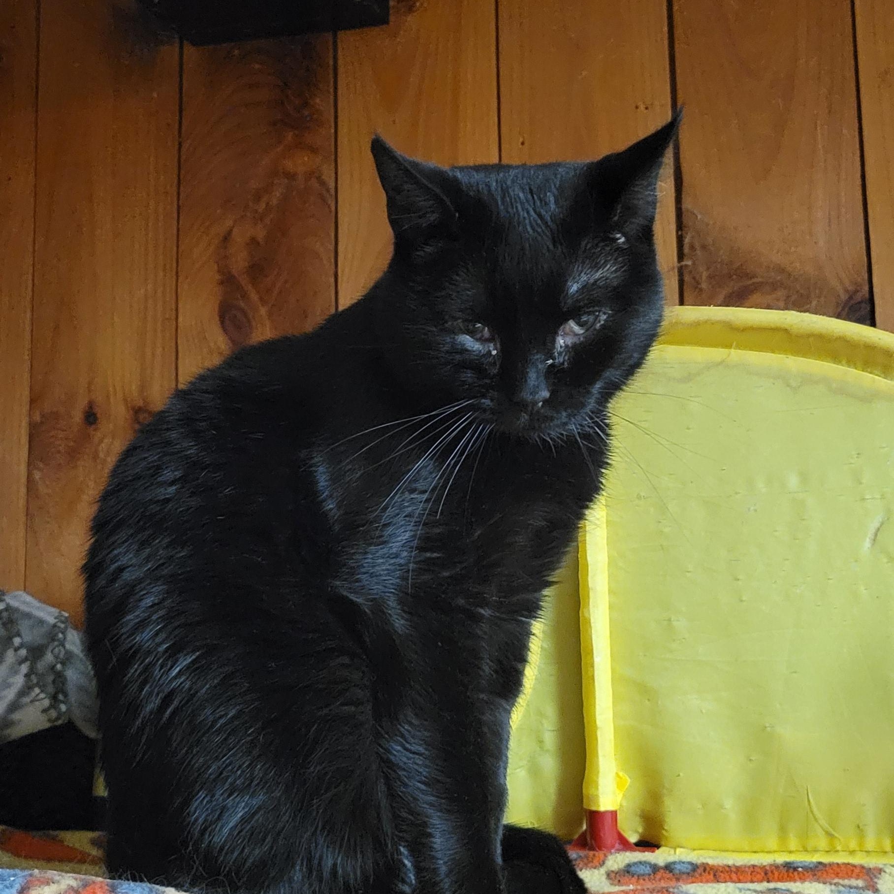 Mackey, Adoptable, Adult Male Tabby.