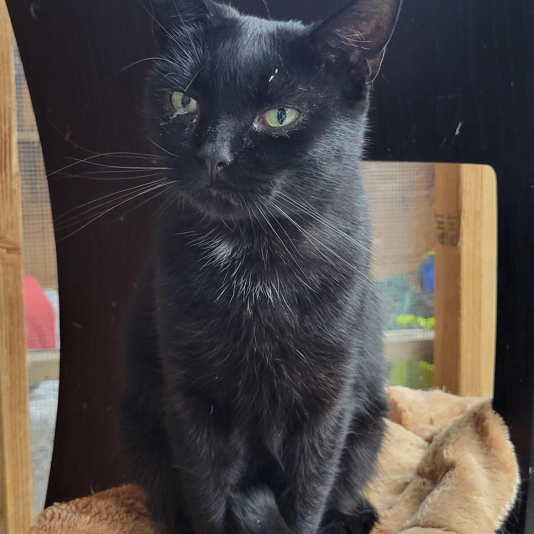 Mackey, Adoptable, Adult Male Tabby.