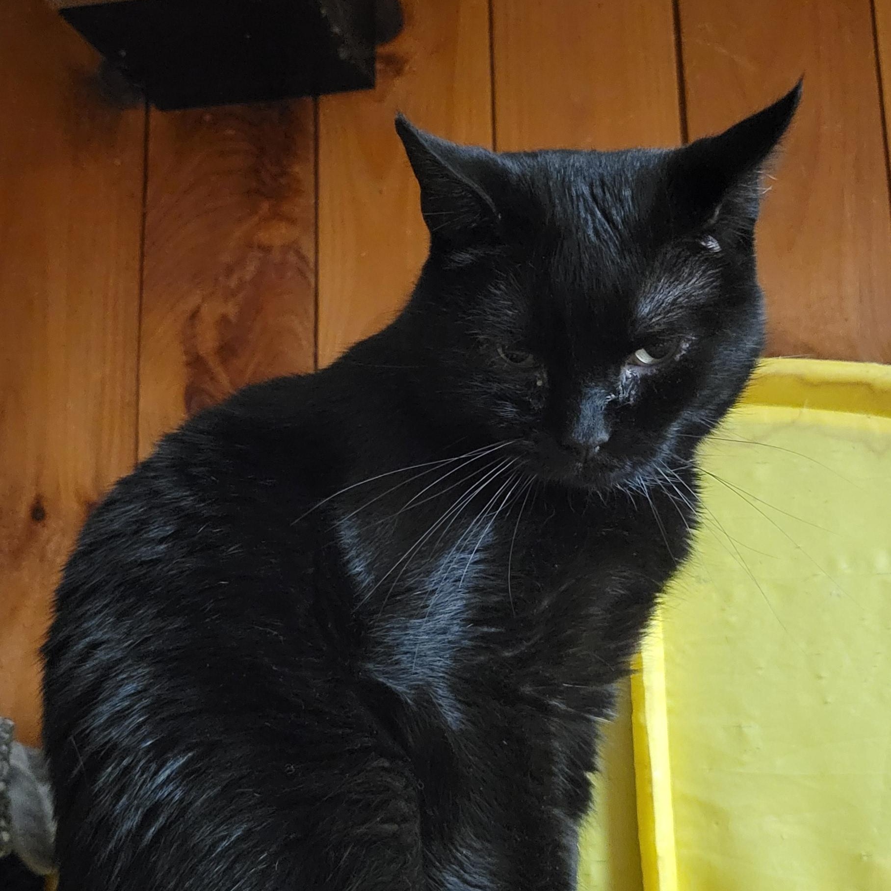 Enlarge Mackey, a Adoptable mixed breed in Coventry, CT image 2/3