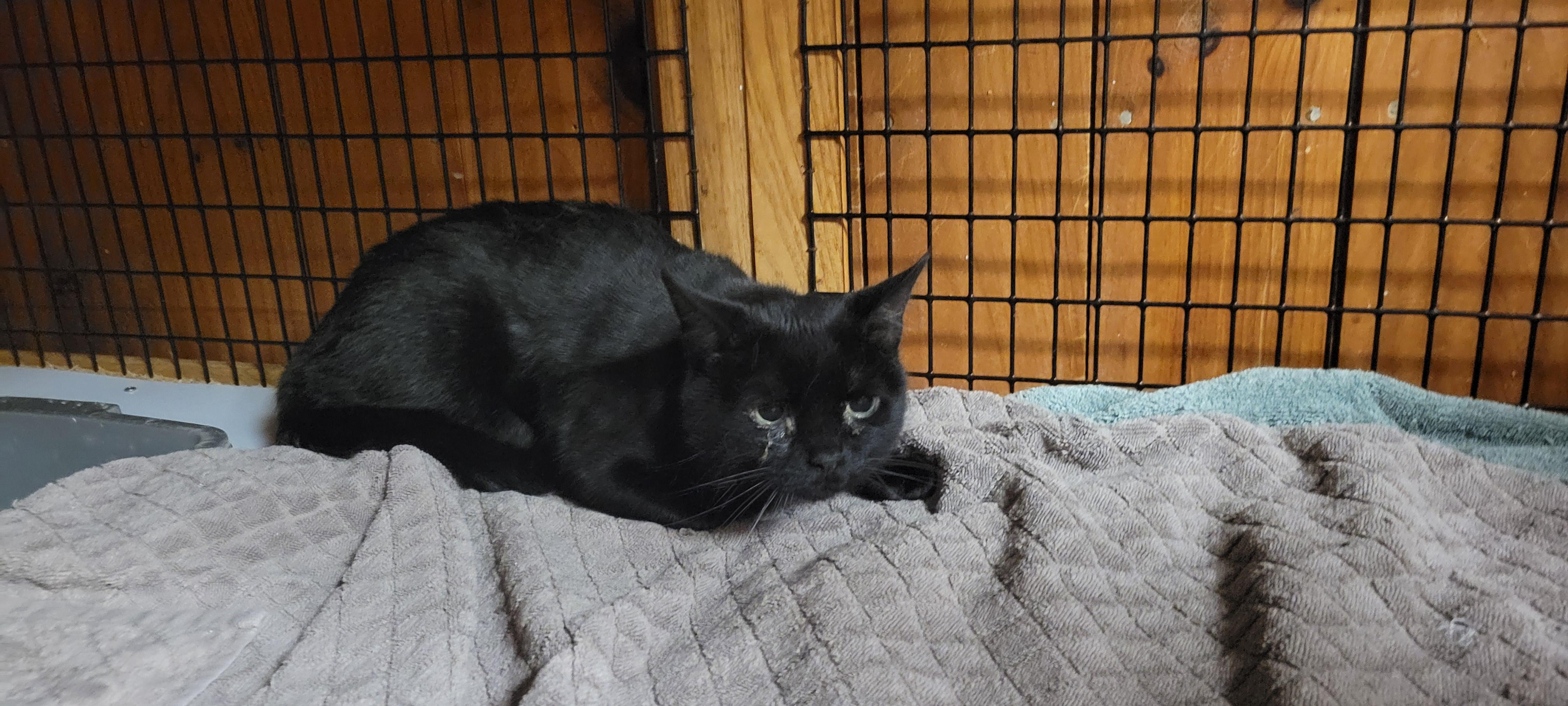 Enlarge Mackey, a Adoptable mixed breed in Coventry, CT image 3/3