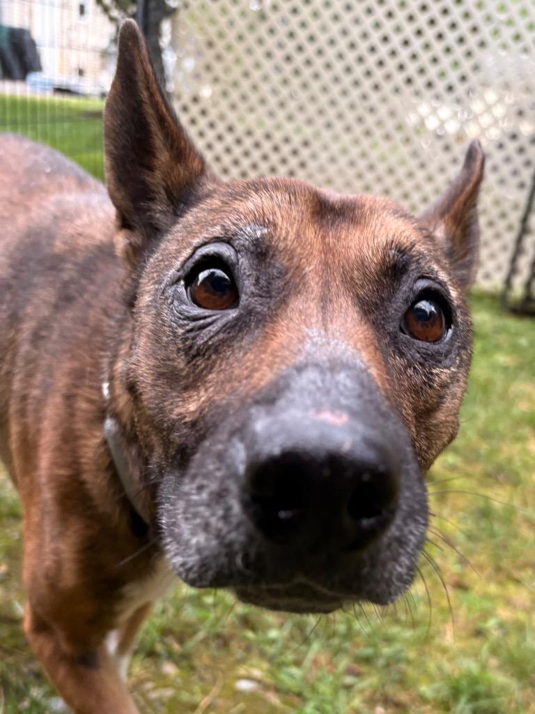 Calliope, a Adoptable mixed breed in Fall River, MA image 1/6