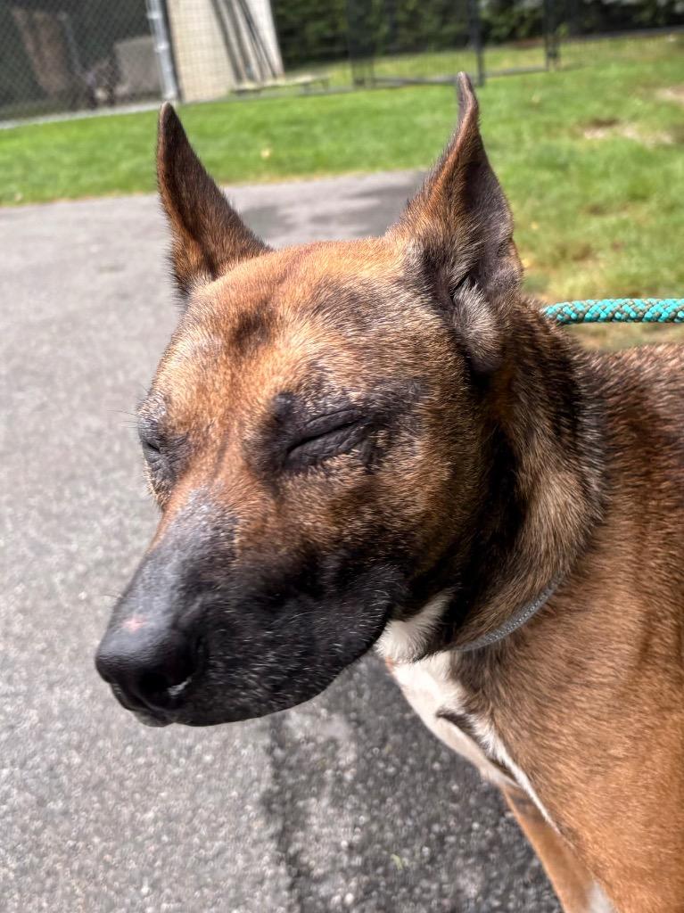 Calliope, a Adoptable mixed breed in Fall River, MA image 2/6
