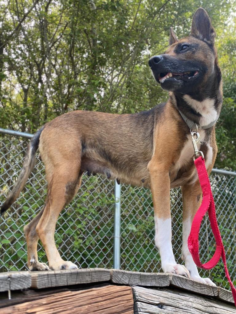 Enlarge Calliope, a Adoptable mixed breed in Fall River, MA image 1/6