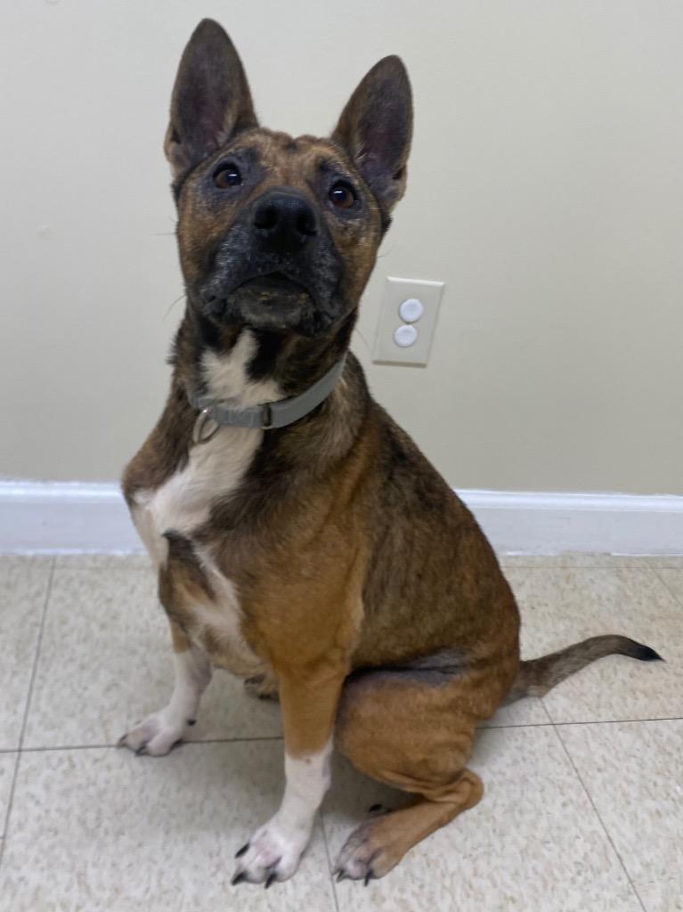 Calliope, a Adoptable mixed breed in Fall River, MA image 3/6