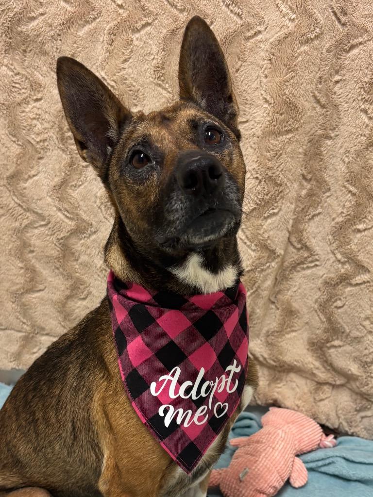 Calliope, a Adoptable mixed breed in Fall River, MA image 4/6