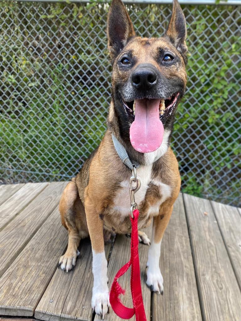 Enlarge Calliope, a Adoptable mixed breed in Fall River, MA image 3/6