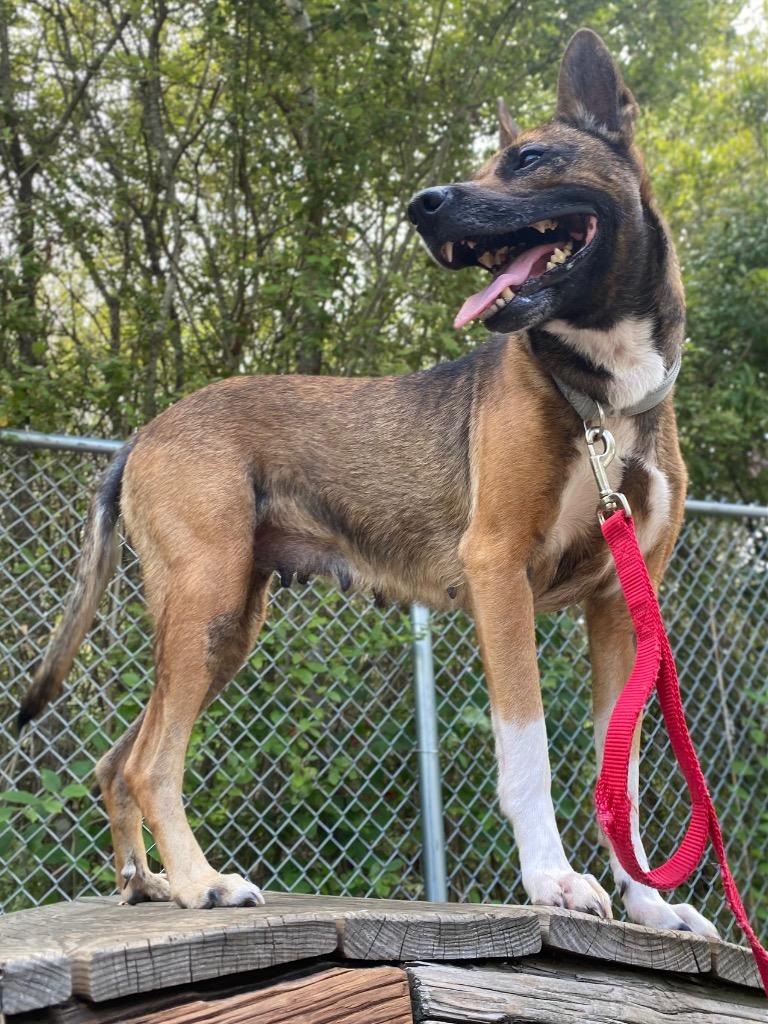 Enlarge Calliope, a Adoptable mixed breed in Fall River, MA image 4/6