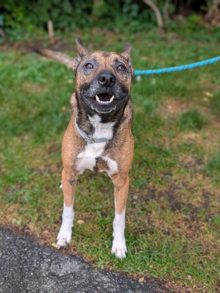 Calliope, a Adoptable mixed breed in Fall River, MA image 5/6
