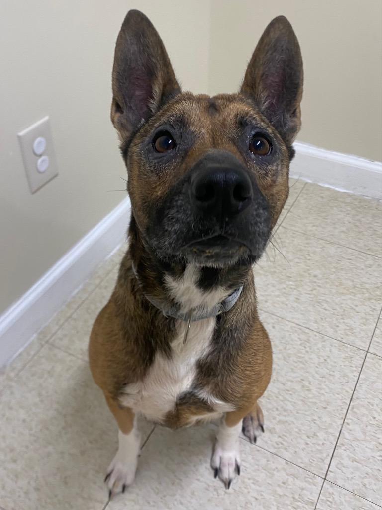 Calliope, a Adoptable mixed breed in Fall River, MA image 6/6