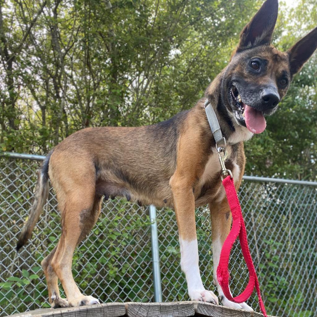 Enlarge Calliope, a Adoptable mixed breed in Fall River, MA image 5/6