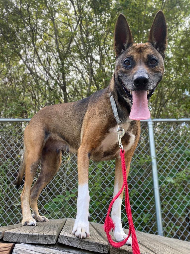 Enlarge Calliope, a Adoptable mixed breed in Fall River, MA image 6/6