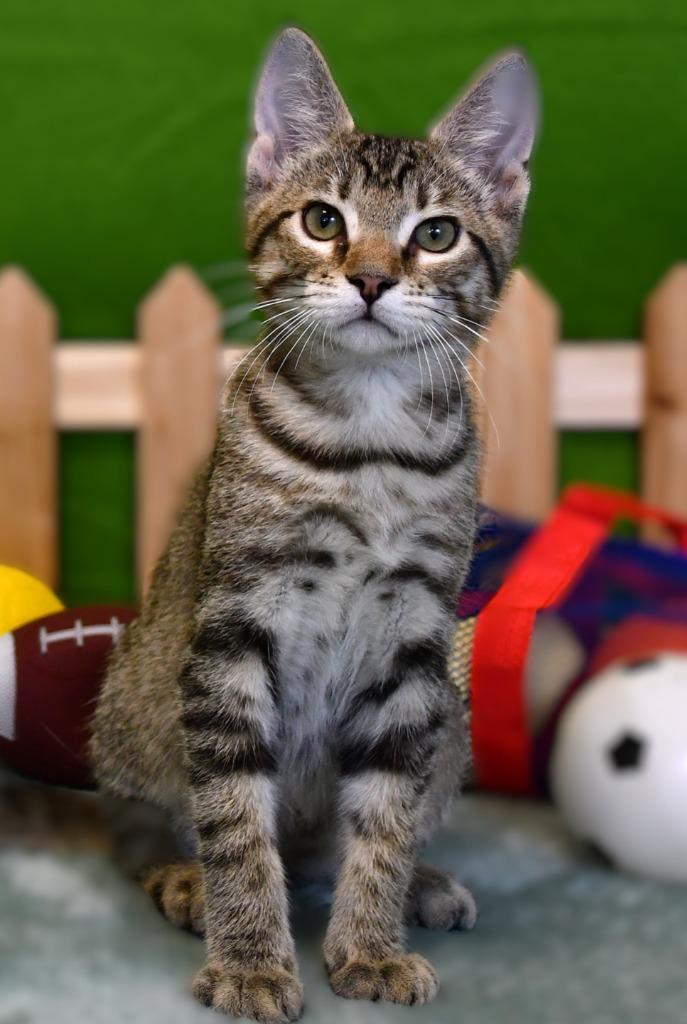 Hollis, Adoptable, Kitten Male Domestic Short Hair.