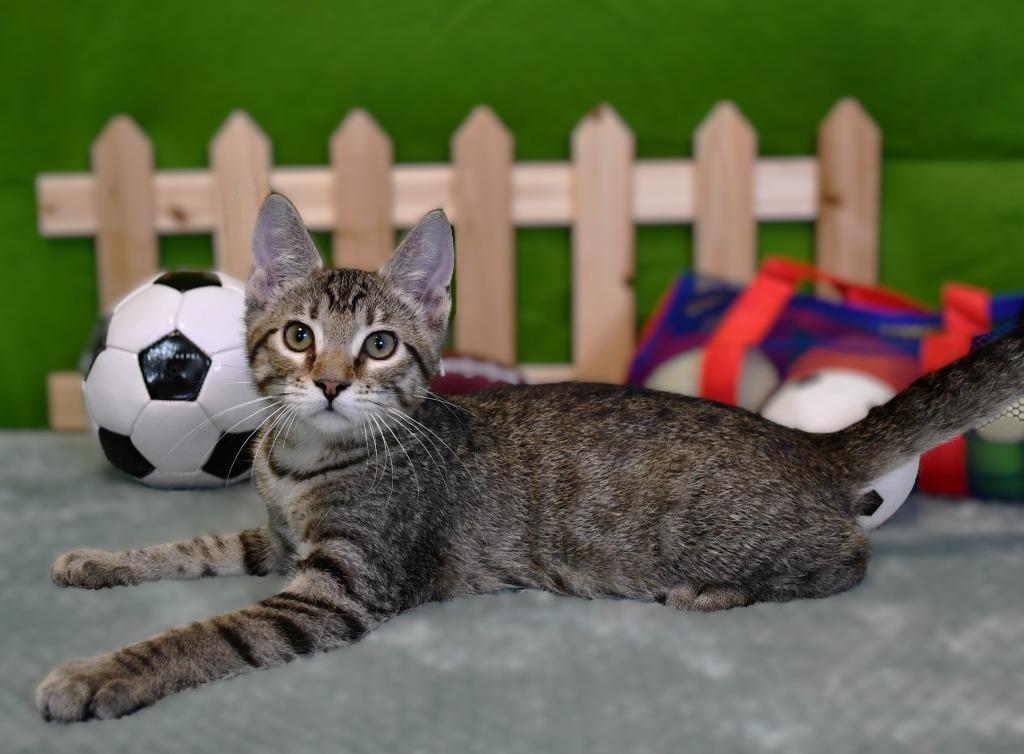 Hollis, a Adoptable mixed breed in Roanoke, TX image 2/3
