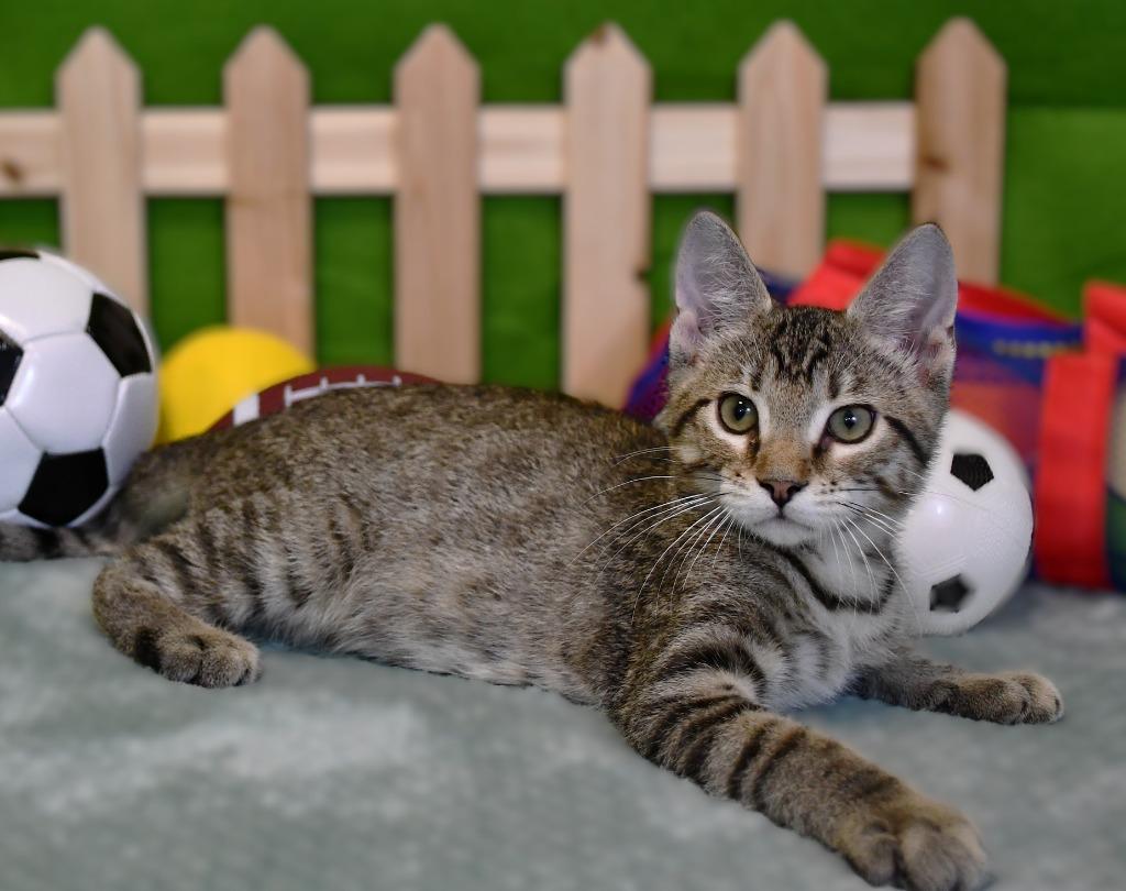 Hollis, a Adoptable mixed breed in Roanoke, TX image 3/3