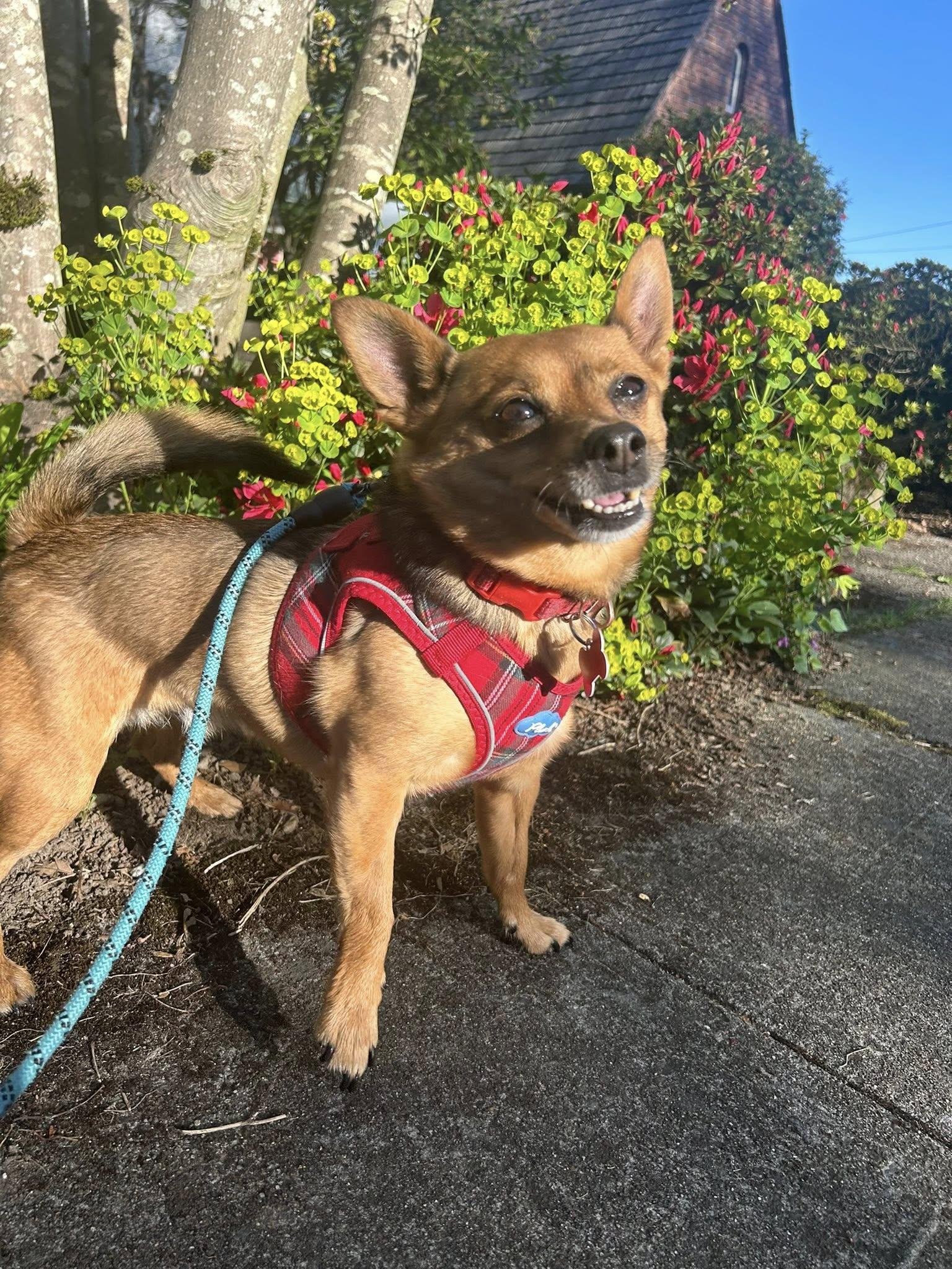 Enlarge Lulo, a Adoptable mixed breed in Covington, WA image 2/6