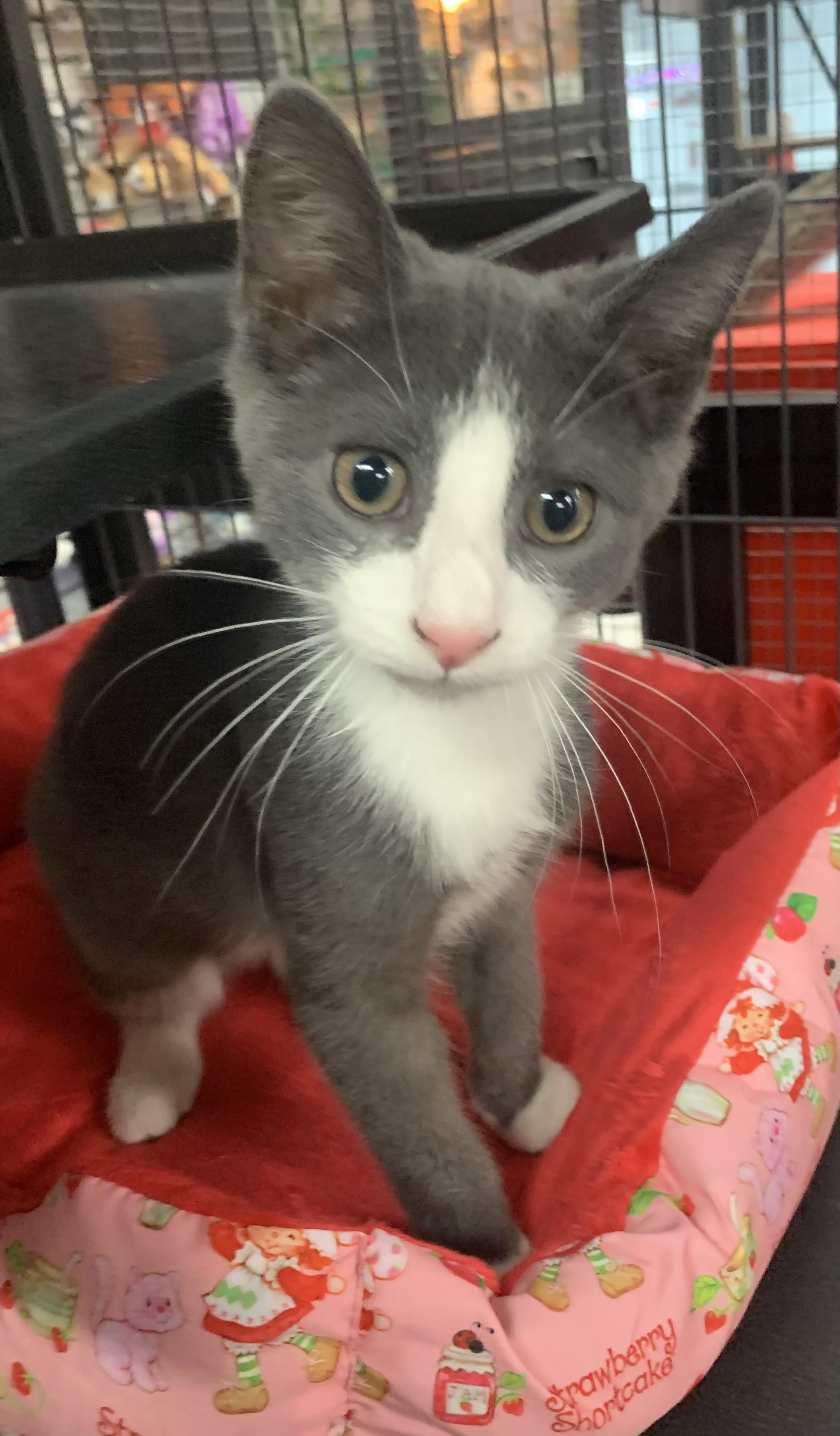 Enlarge Teddy , an adopted Domestic Short Hair in Mechanicsburg, PA image 1/1