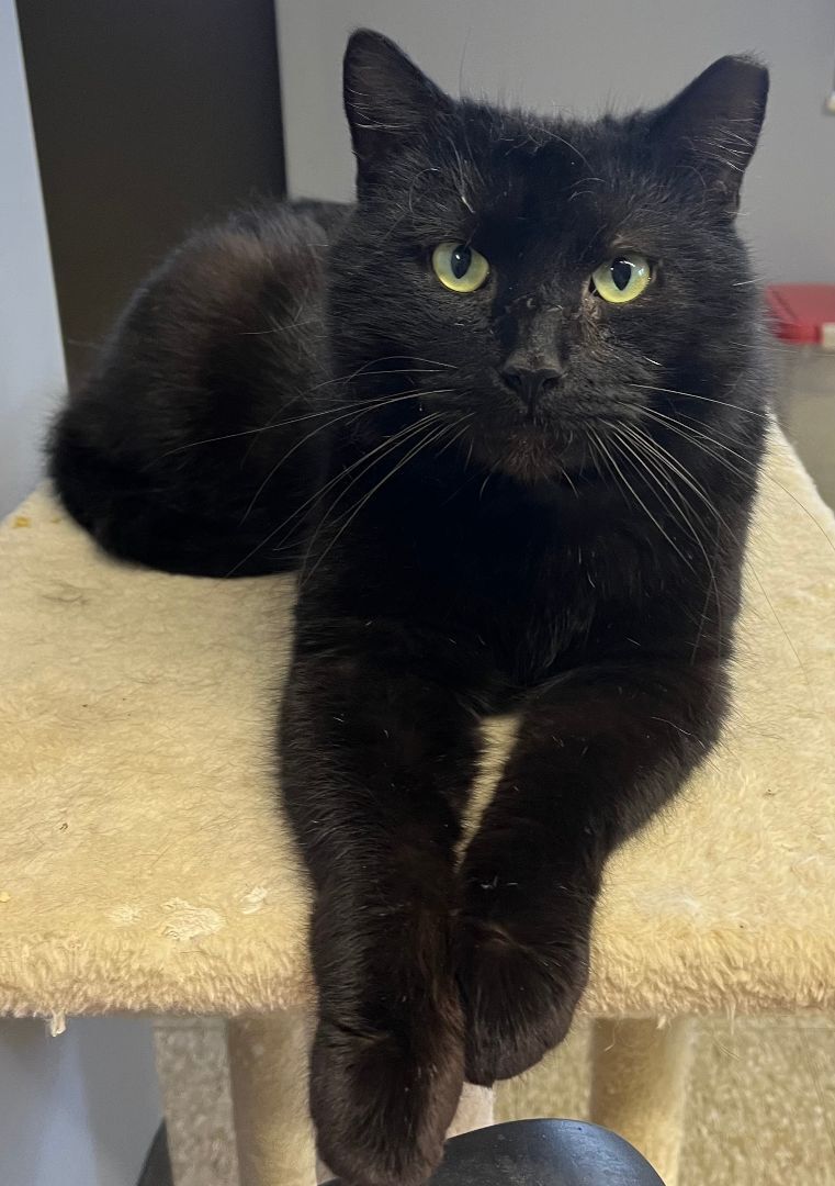 Enlarge Treh, a Adoptable Domestic Short Hair in Columbus, OH image 2/5