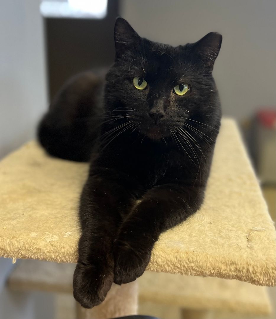Enlarge Treh, a Adoptable Domestic Short Hair in Columbus, OH image 3/5