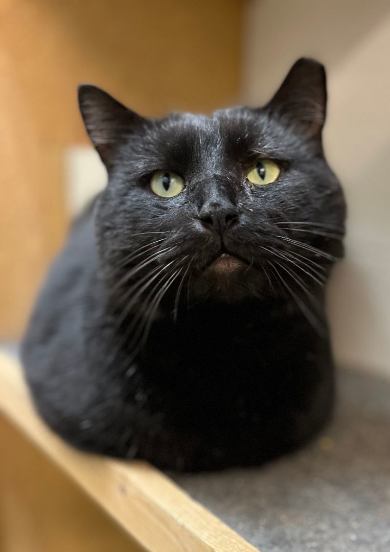 Treh, Adoptable, Adult Male Domestic Short Hair.