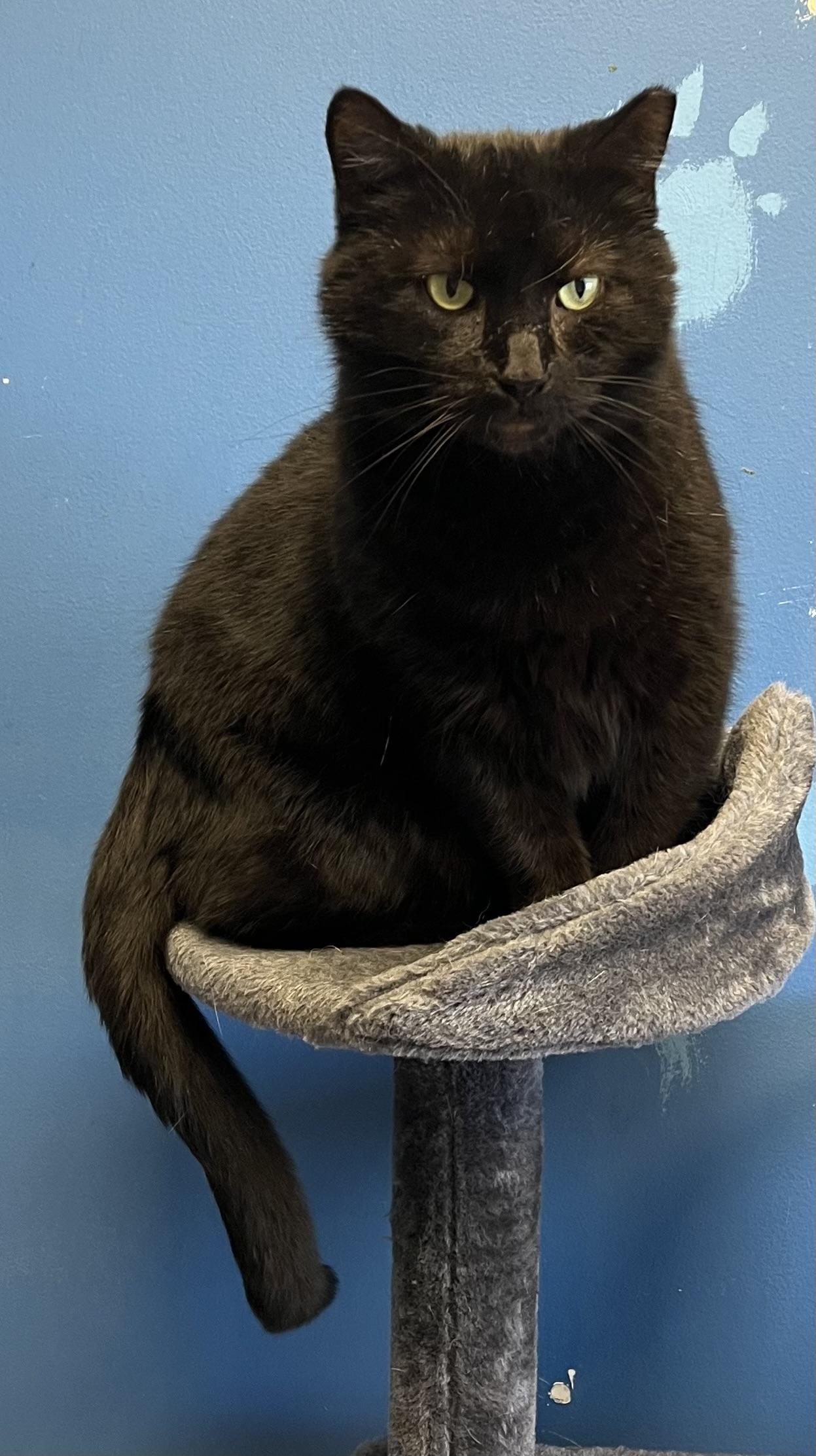 Enlarge Treh, a Adoptable Domestic Short Hair in Columbus, OH image 5/5